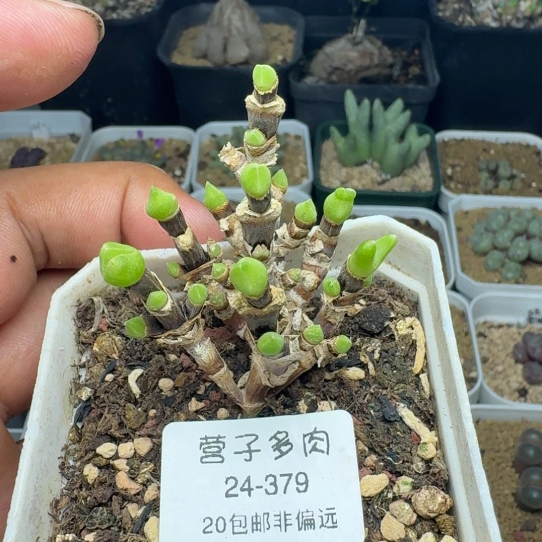 枝干兔带盆土