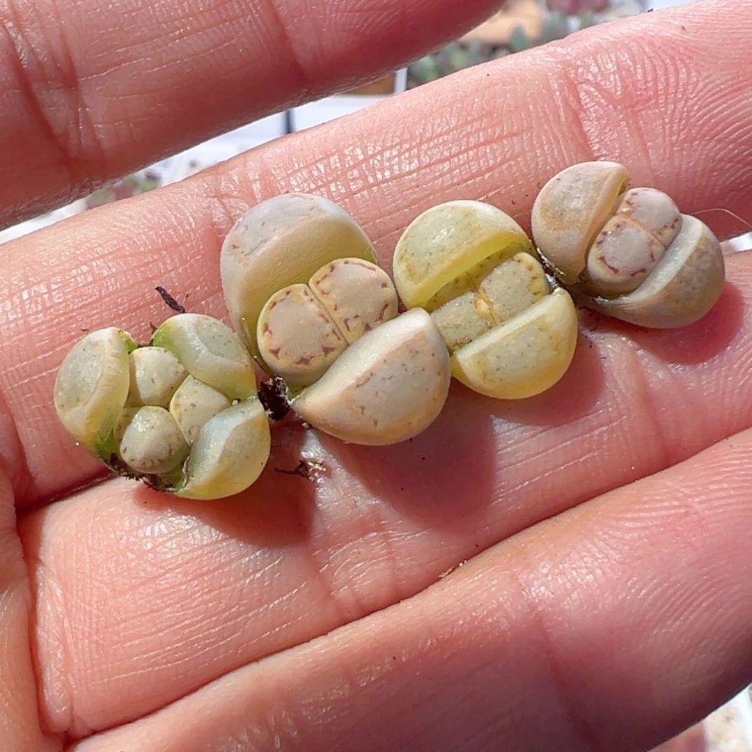 213-630.我是真的不