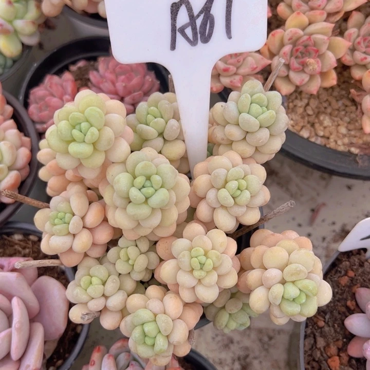 健健康康平平安安