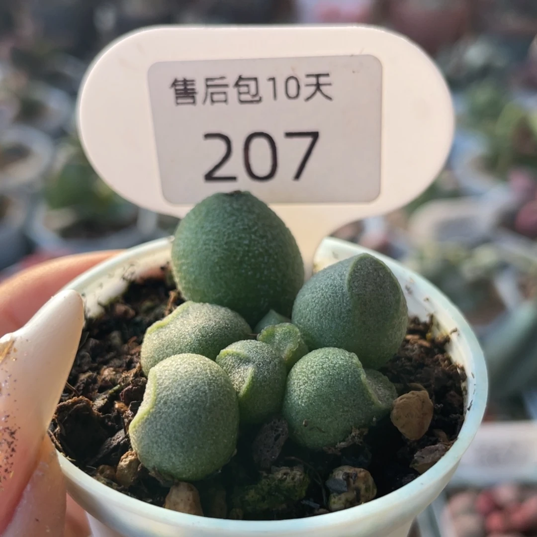 E**O    赠品207。