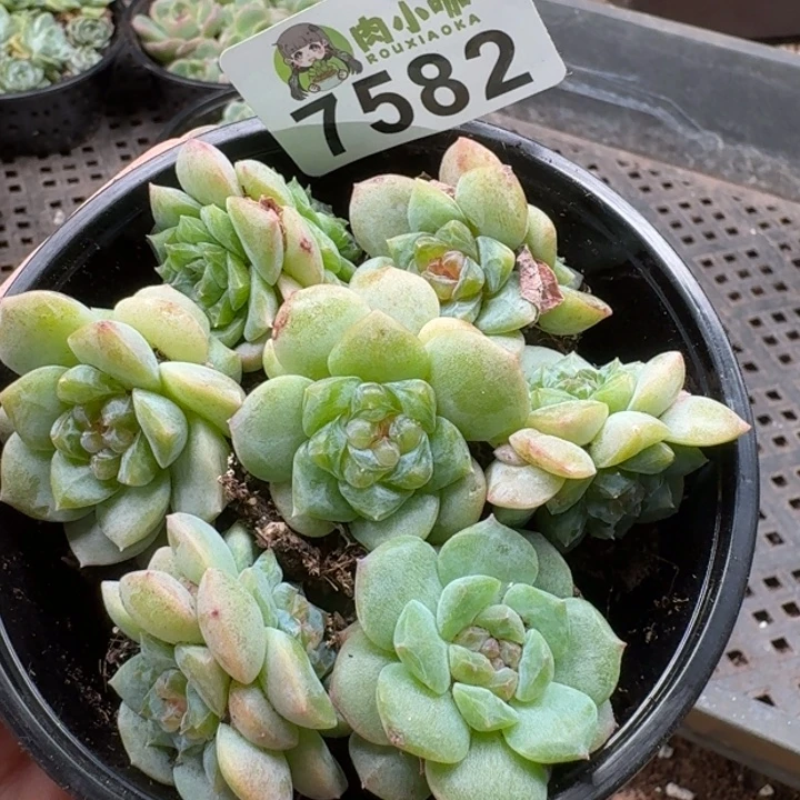 多肉植物多肉植物