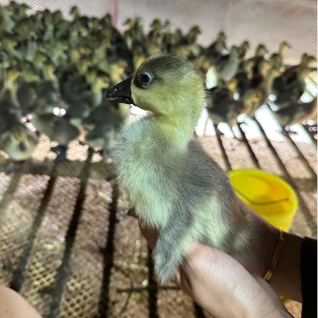 宠物灰雁鸭鹅1斤左右