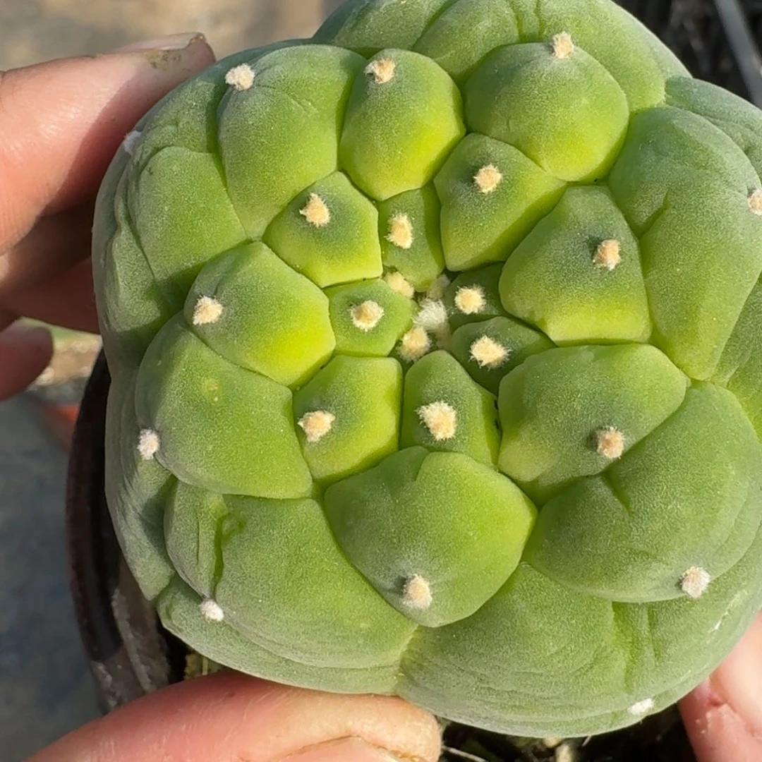 【闪购商品】我***水荧光大尤鲜251