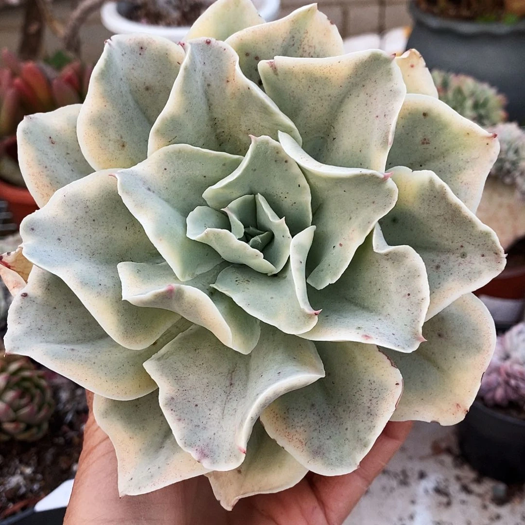 多肉植物非常福利月亮河锦027