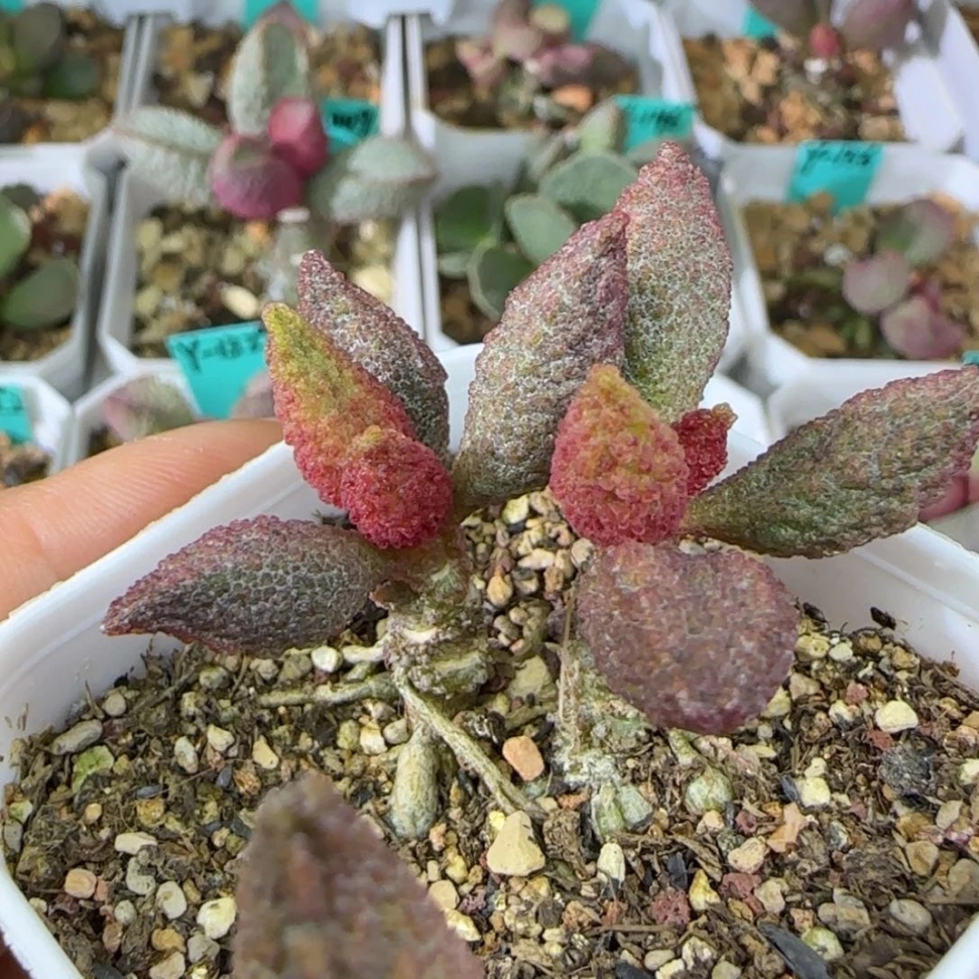 实生双头桩，五方盆发