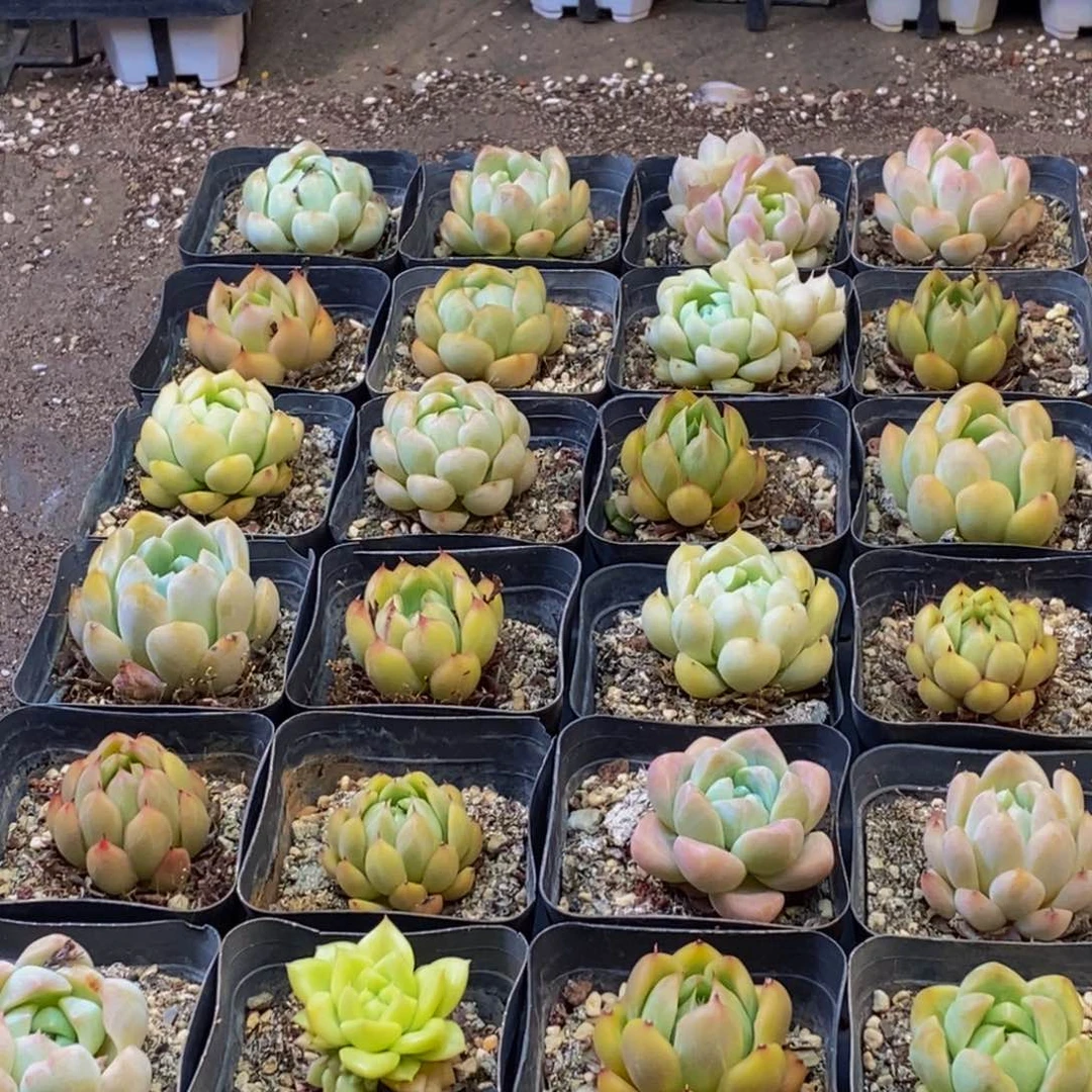 763多肉植物保护研究所所长助理