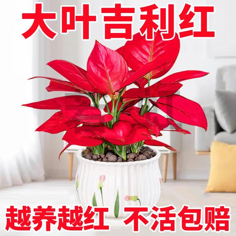吉利红盆栽如意皇后绿植室内办公室好养易活客厅桌面懒人旺宅植物