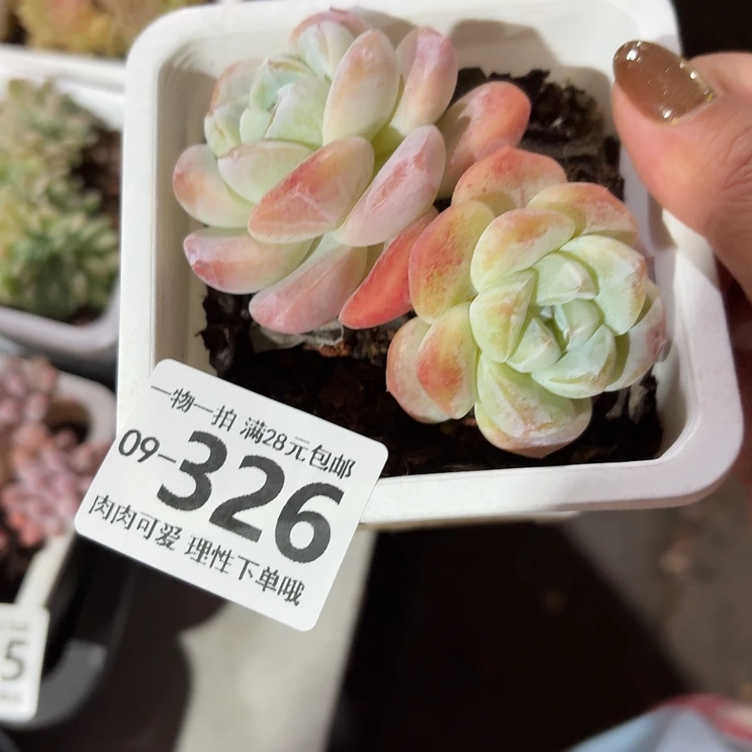 冰玉无盆土发货无盆土发货无，