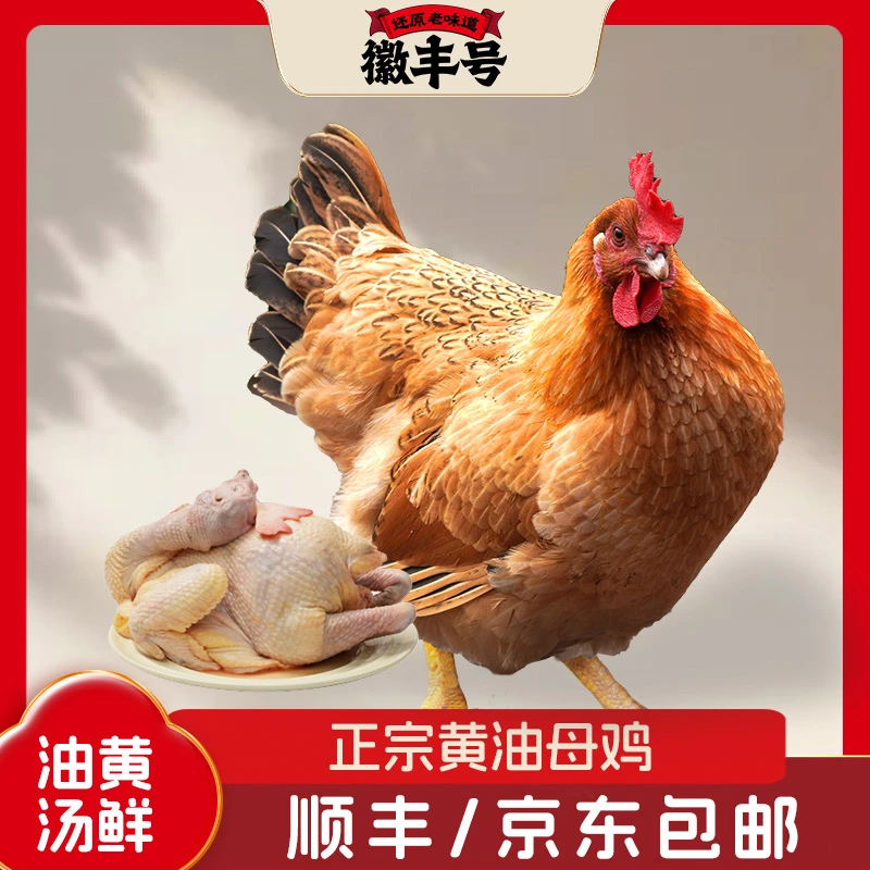 正宗一年以上黄油老母鸡每只两斤以上谷饲喂养包邮