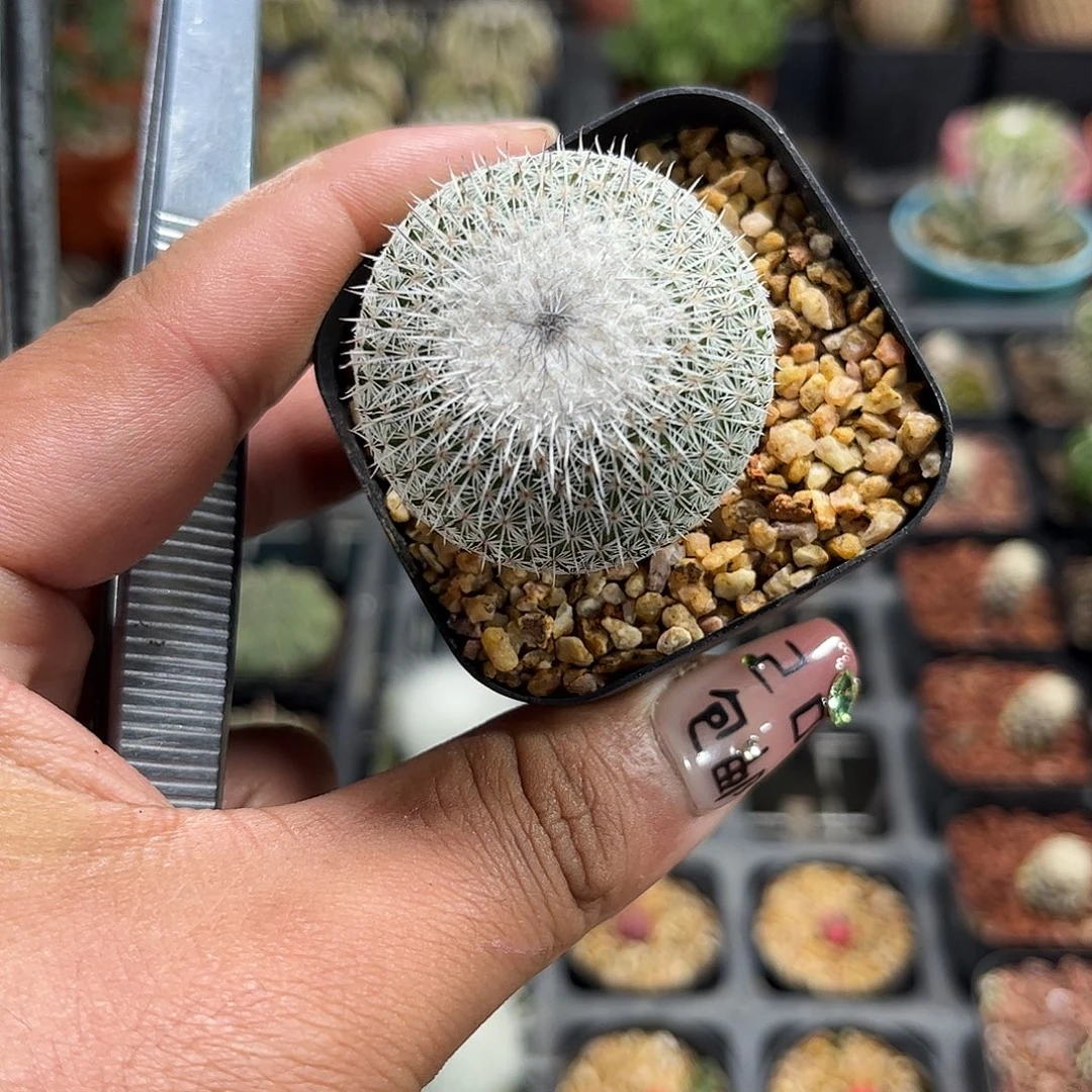 单头实生乌月丸单头发货