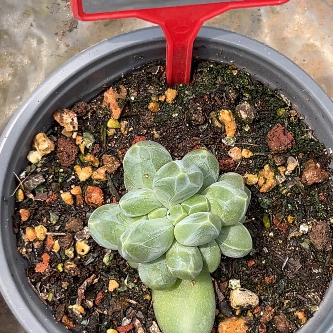 多肉植物卡布奇诺703