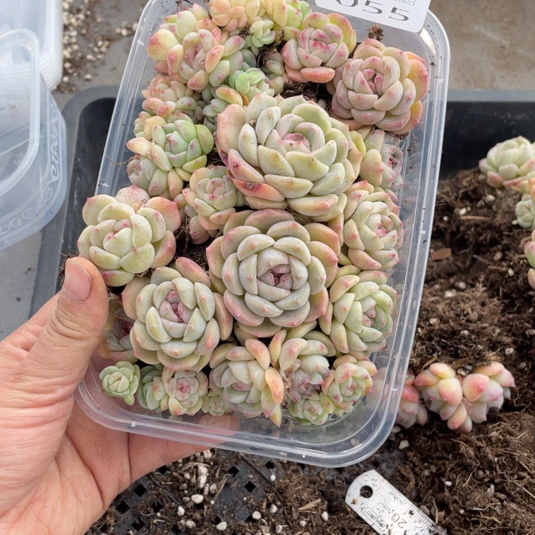 莉***糕大上多肉植物055