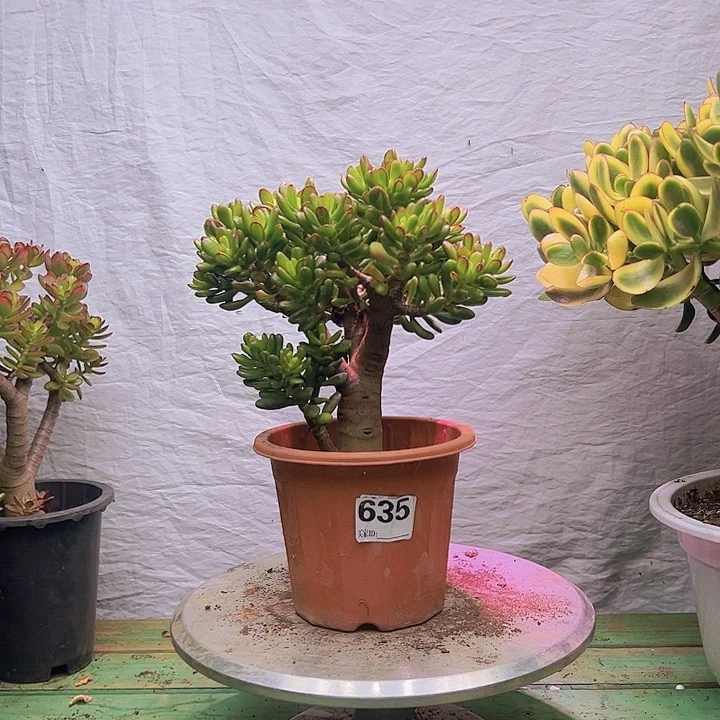 635招财猫不带盆一物一拍