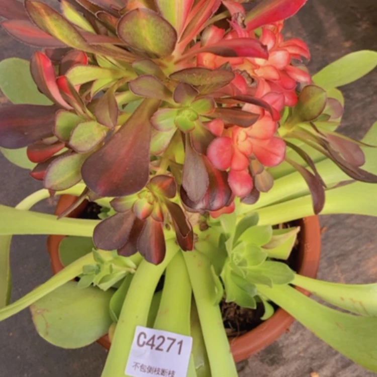 【闪购商品】Y****S4271花蝴蝶多肉