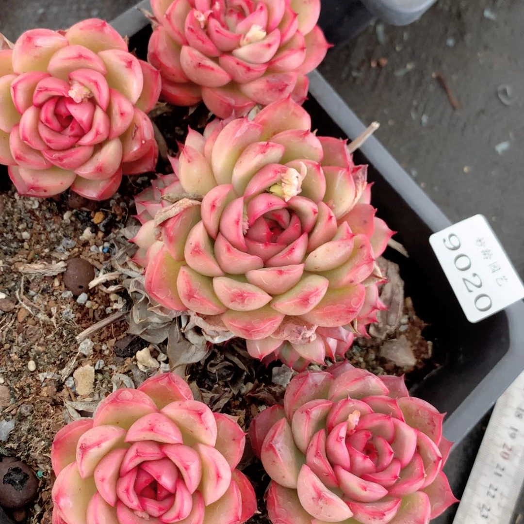 9020不包整散掉头特价处理