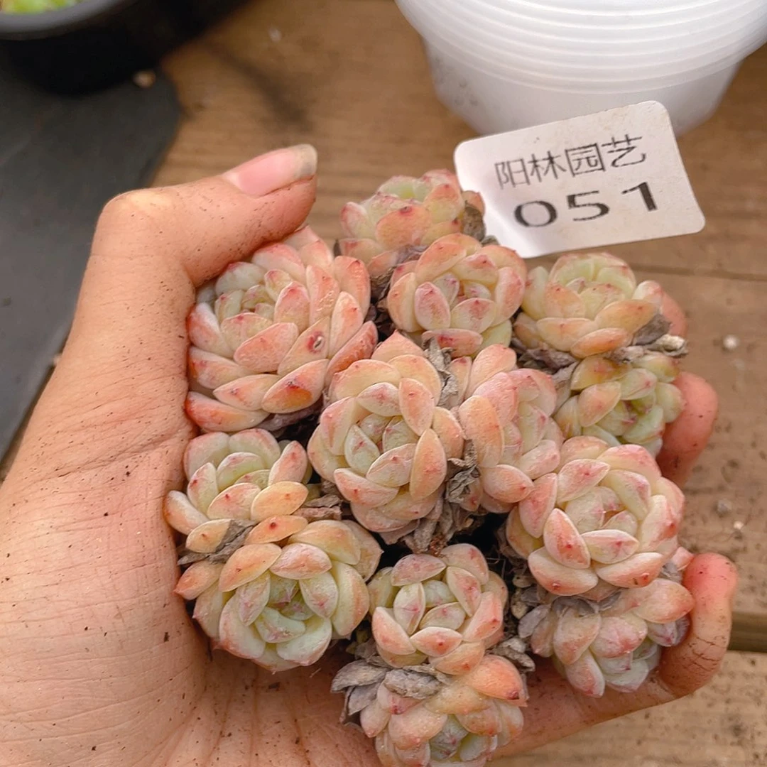 多肉植物多肉植物51