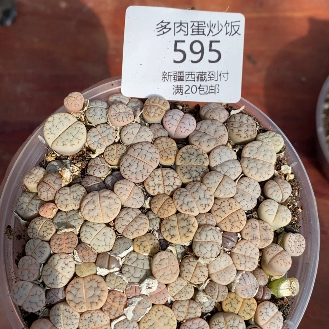 感谢您的光临，荒混，595