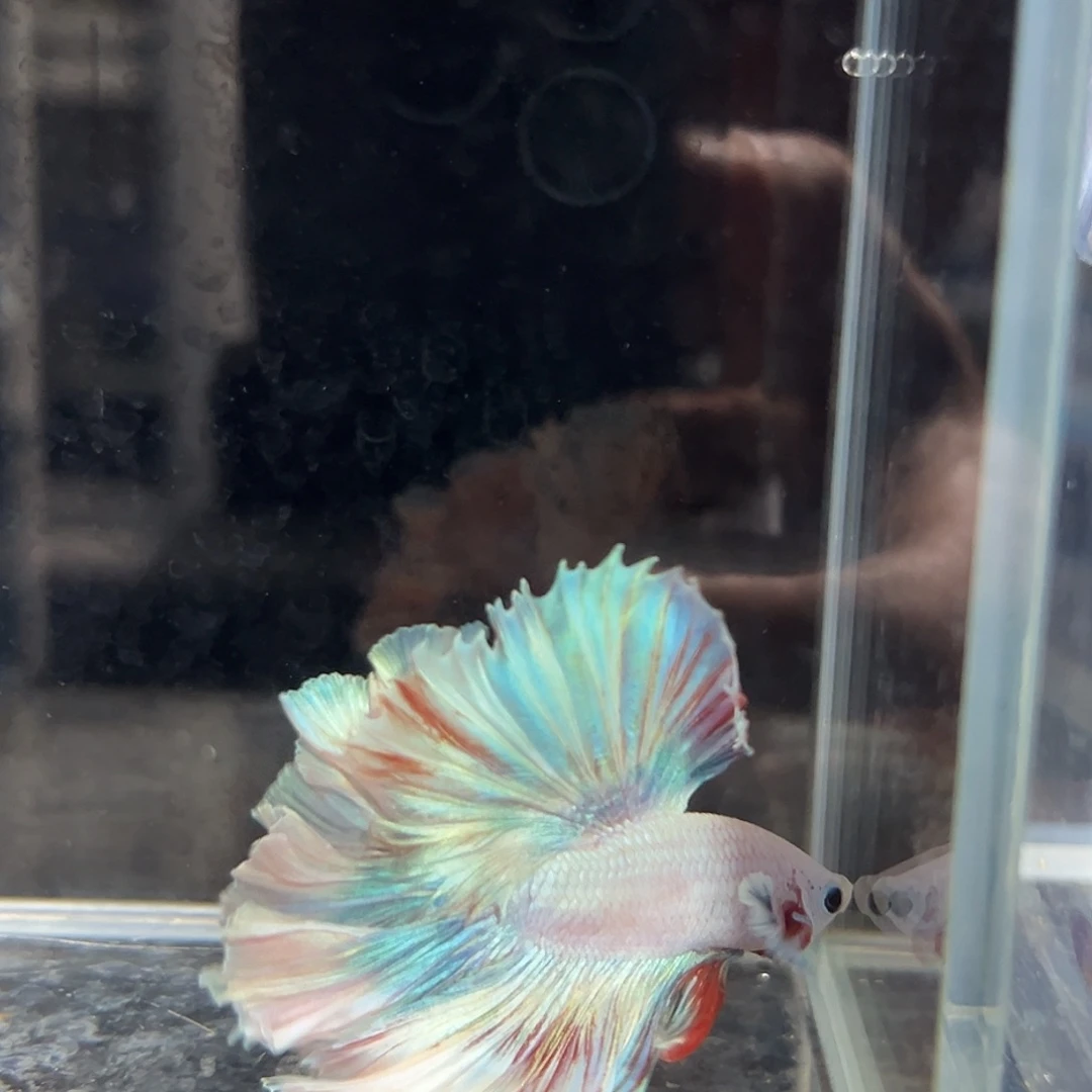 斗鱼2号全新：浅浅的彩虹调色盘