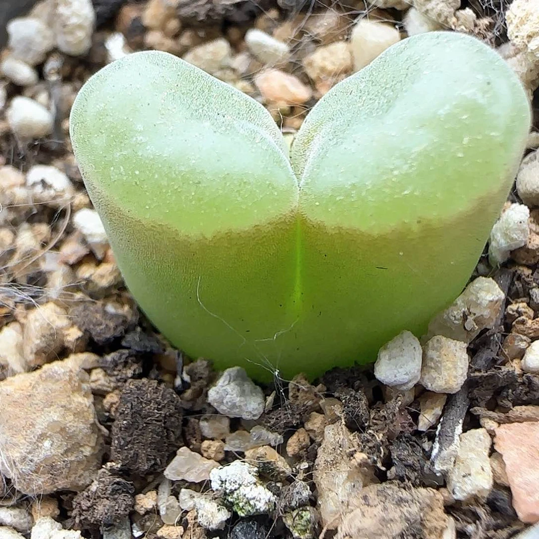 熊猫磁铁。 37398