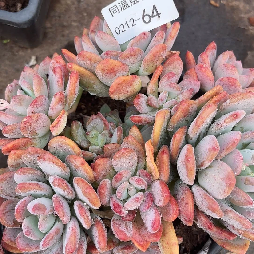 同温层多肉64灰姑娘