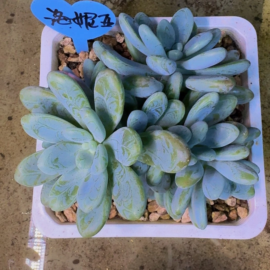 海妮亚 6头 一物一拍