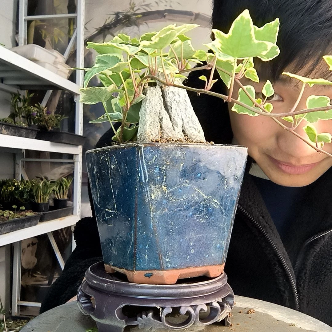 不****武小盆景小植物一物一拍21