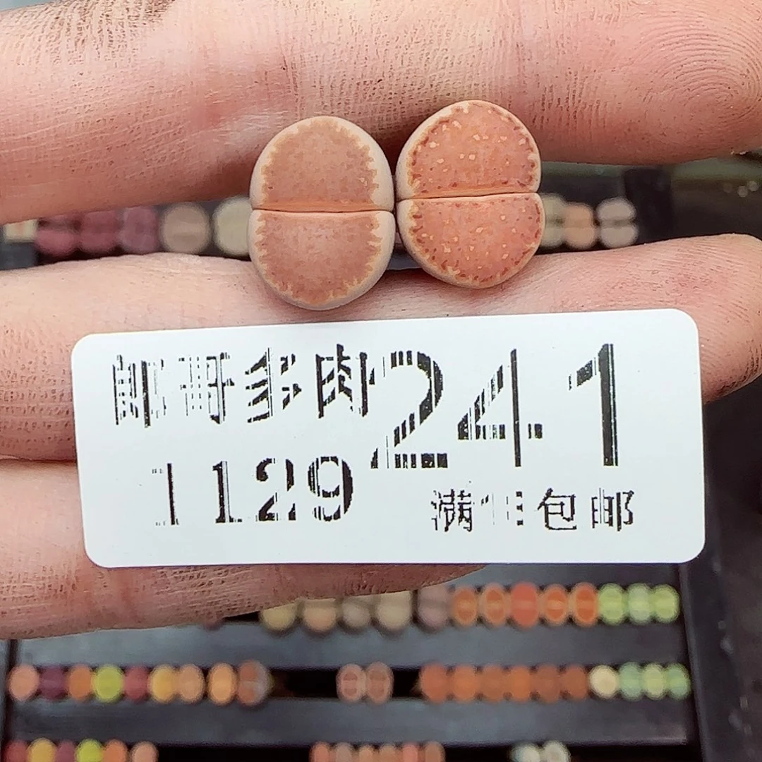 C***满满18包邮1129-241