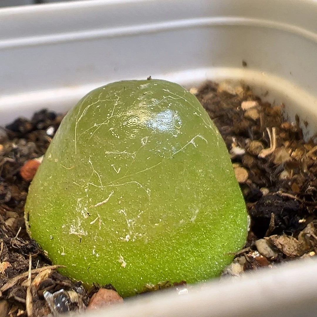 你***脚23多肉植物百科知识