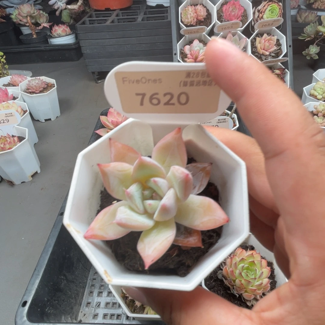 7620嫦娥  4.5厘米