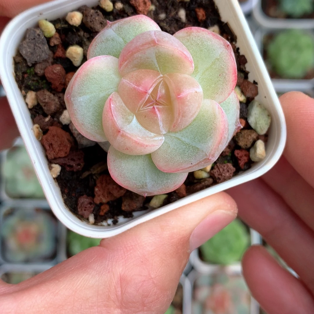 粉心小包子。      4号