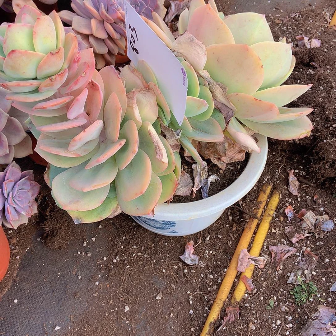 轻*一物一拍多肉外播803白凤