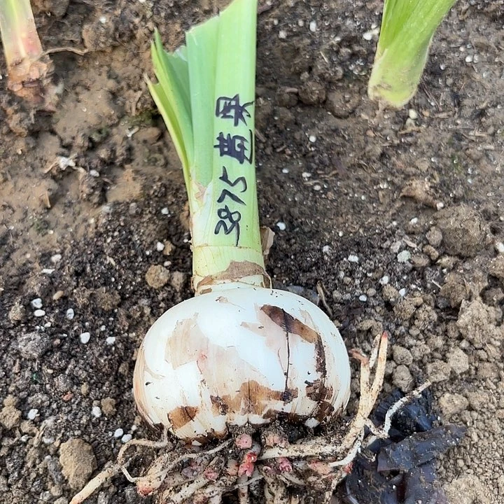 小***心螺旋莓果6-7带土3875