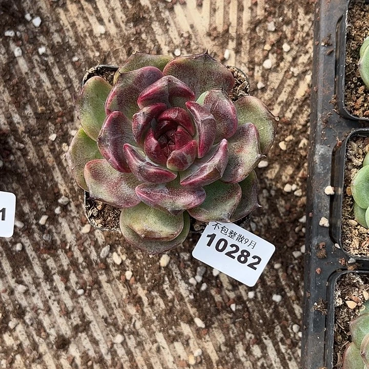 阿雅园艺。         282