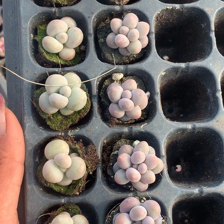 蛋黄 5颗  彩虹5颗  包邮