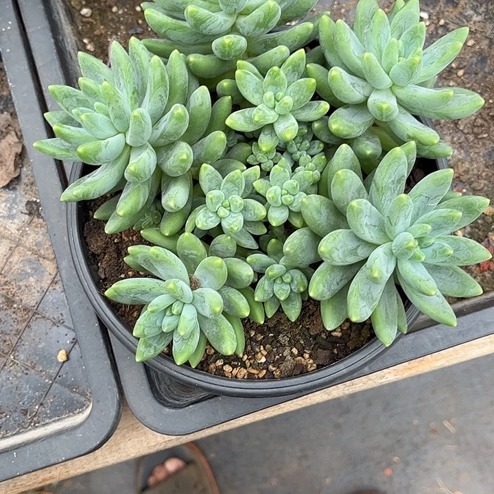 多肉植物一物一拍