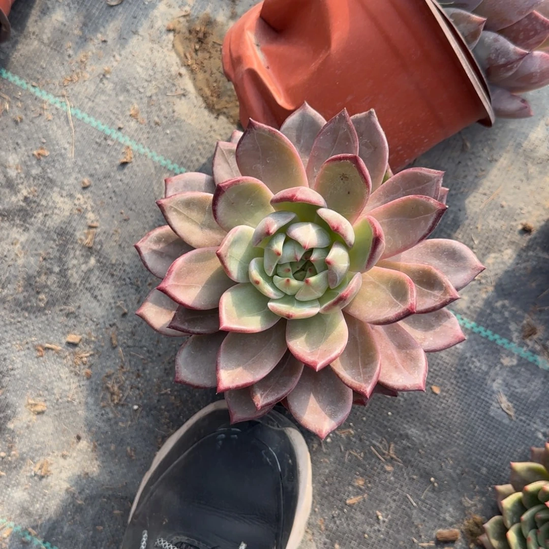 无花朵果冻橙单头