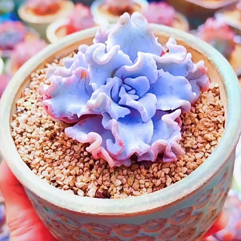 【满9.9包邮】芭蕾舞白饺子皮6.5cm盆多肉植物以直播间展示为主