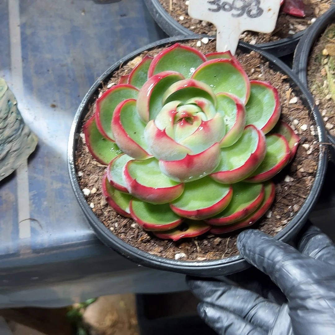 意***兰惊鸿仙子一物一拍3098号