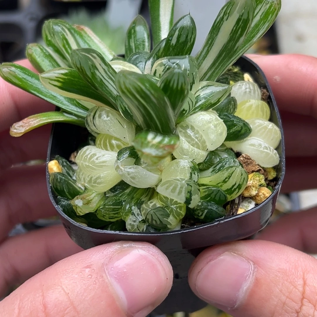 131残雪玉露锦。。。。