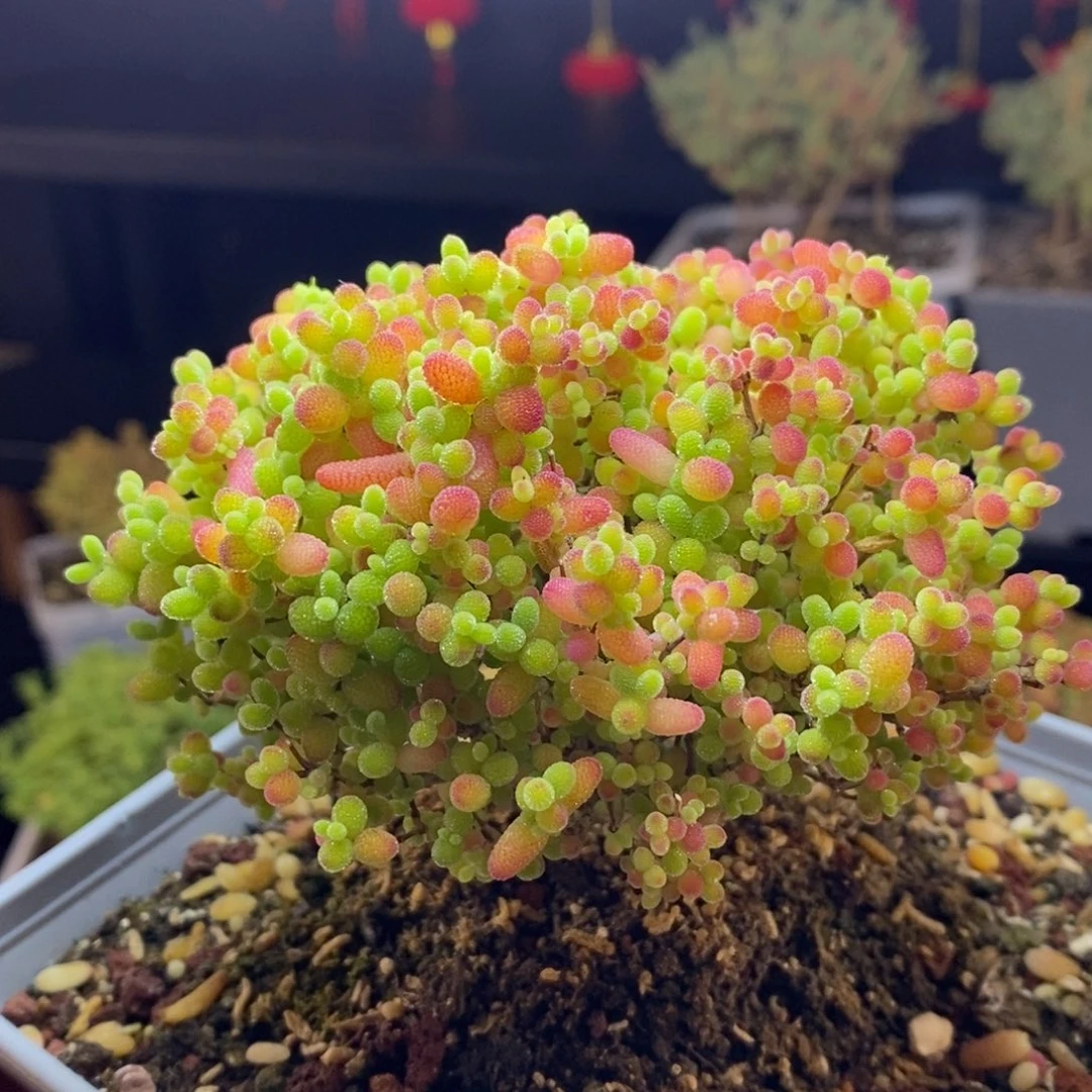 238号蜜橘糖球枝干