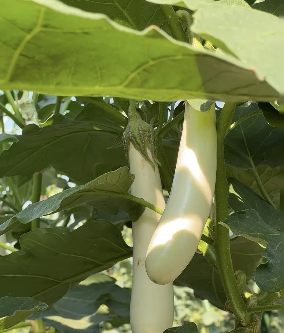 公主白长茄种子籽春夏秋冬四季茄子苗秧苗种孑庭院阳台盆栽蔬菜籽