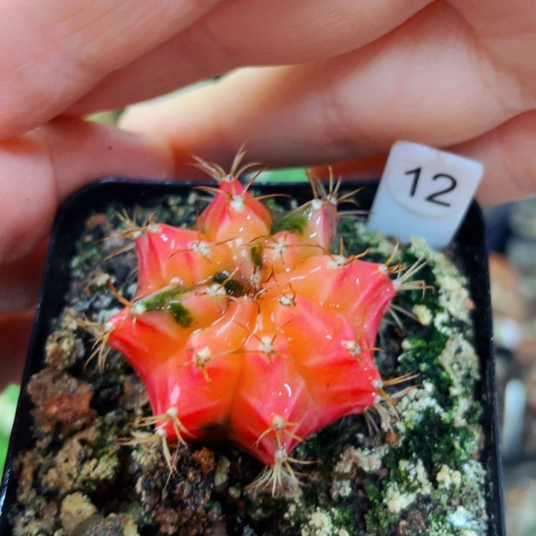 盆5公分满25包邮裸根发货