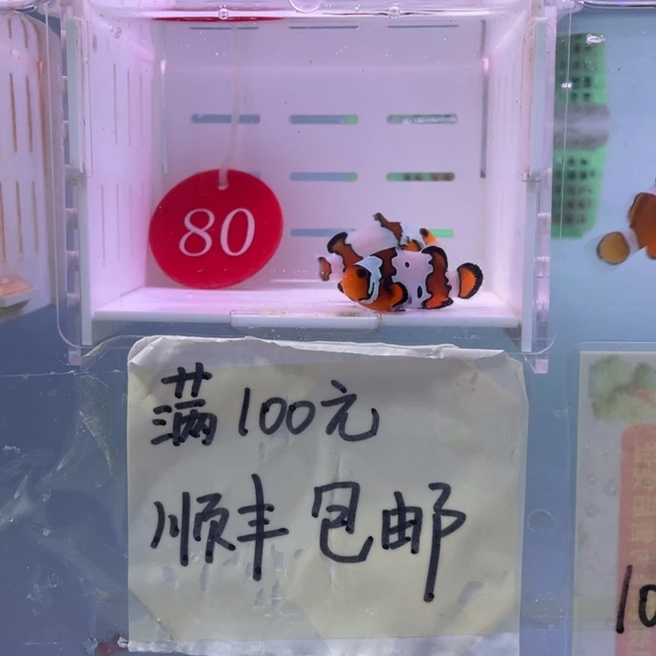 海水鱼精品血印2条3-4