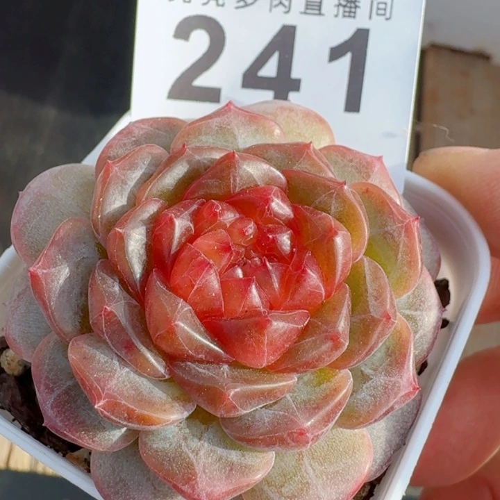 妃子笑         精控精养多肉植物