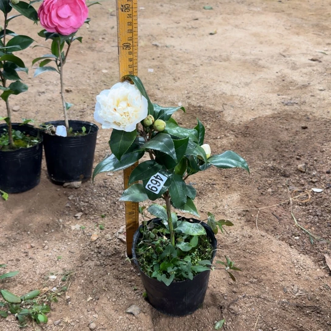 少量花朵（建议范围：2朵-5朵 或40%以下）469黄绣球