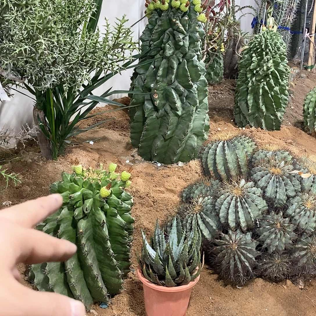 龟甲巨鹫玉种荚一颗