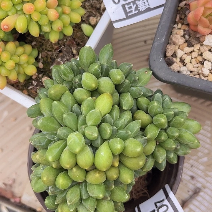千代田缀23107多肉植物