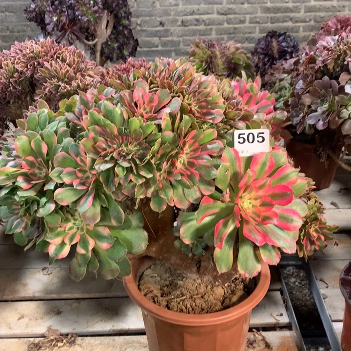 505香妃缀多肉法师