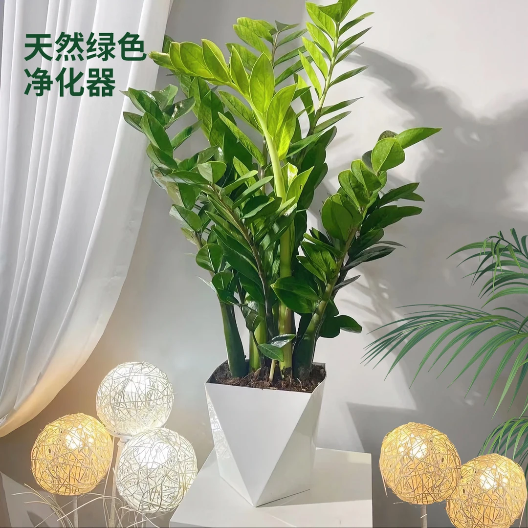 金钱树盆栽客厅绿植盆栽乔迁新居办公室净化空气金钱树好养活