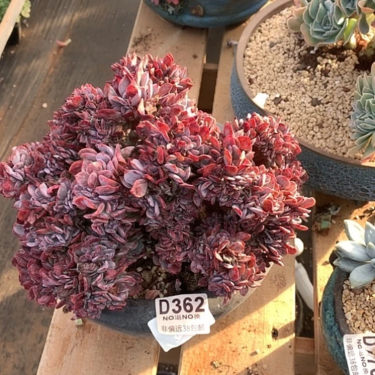 达芙妮缀化362 亏本处理退款拉黑需延迟发货